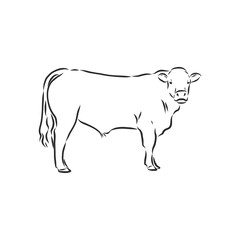 black and white linear paint draw bull vector illustration. bull vector sketch illustration