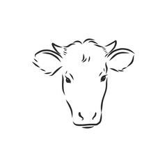 black and white linear paint draw bull vector illustration. bull vector sketch illustration