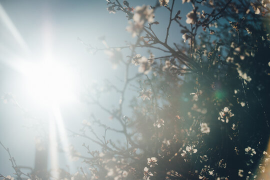 白ピンクの桜の花。春の空と太陽の日差し。