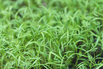 Macro photo of Chinese Coriander and dill sprouts