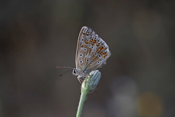Multi-eyed Anatolian Chilli / Polyommatus ossmar