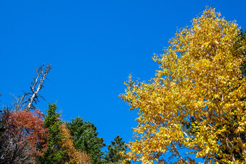 Fototapeta premium 秋のオンネトー湖畔の紅葉（北海道・足寄町）
