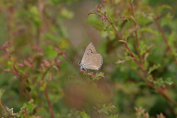 Multi-eyed Amasya Brown butterfly / Polyommatus mithridates