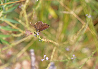 Multi-eyed Amasya Brown butterfly / Polyommatus mithridates