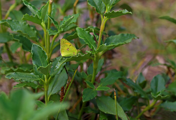 Yellow Glory butterfly / Colias crocea
