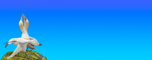 Banner with two beautiful North Atlantic gannet birds dancing a love dance at blue sky gradient background with copy space for text, closeup, details. Love and glamour concept.