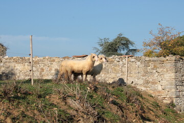 vecchio cimitero di campagna nel chianti trasformato in ricovero per pecore e capre