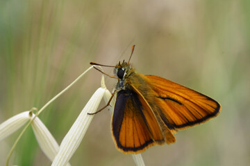 Yellow Antenna Bouncy butterfly / Thymelicus sylvestris