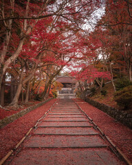 京都府 毘沙門堂門跡 紅葉