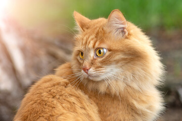 portrait red fur cat in green summer grass with sun glare in background