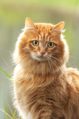 Fototapeta na wymiar portrait red fur cat in green summer grass near river with sun glare in background