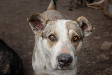 closeup portrait sad homeless abandoned colored dog outdoor