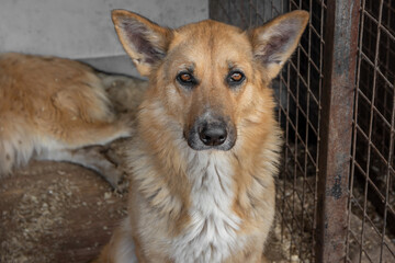 closeup portrait sad dog puppy locked in the metal cage. homeless dog concept