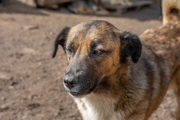 closeup portrait sad homeless abandoned brown dog outdoor