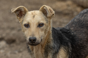 Obraz premium closeup portrait sad homeless abandoned colored dog outdoor
