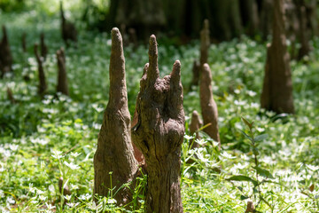 ニョキニョキ！
ラクウショウ（落羽松）の気根が呼吸のために地上にニョキニョキと現れています！