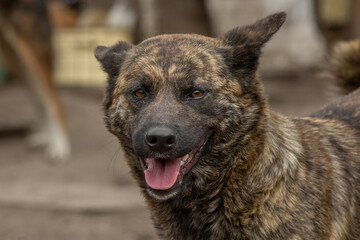closeup portrait sad homeless abandoned colored dog outdoor