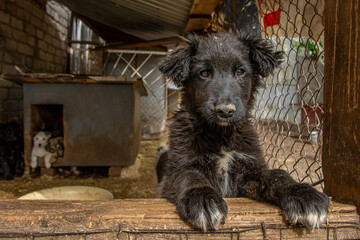 closeup portrait sad homeless abandoned dog in doghouse shelter