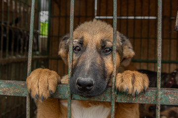 closeup portrait sad dog puppy locked in the metal cage. homeless dog concept