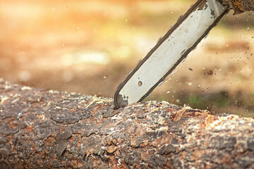 Woodcutter saws tree with chainsaw on sawmill