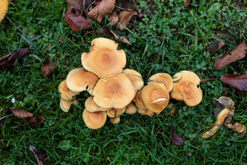 Da stehen plötzlich Pilze im Garten