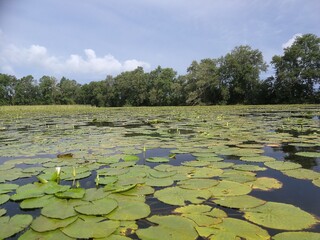 Water lilies in the jungle - Suriname