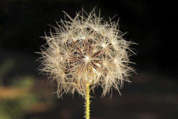 Dandelion seeds in nature. Nature background.