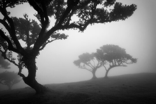 Black and white image of misty laurisilva forest area Vereda do Fanal on Madeira island with Til ancient trees