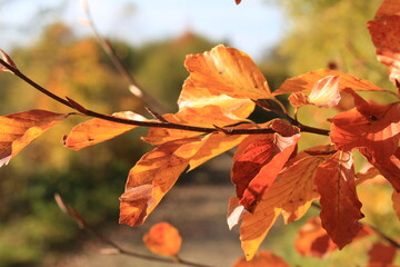 autumn moments  of Germany Europe