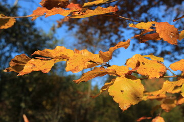 autumn moments  of Germany Europe