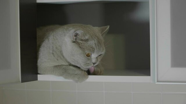 Cute silly cat peeking from around the corner. Big fluffy cat peeks out the corner. Cat hid on a shelf and peeps out. Cat looking funny.
