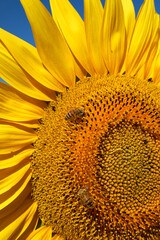 Naklejka premium Helianthus annuus