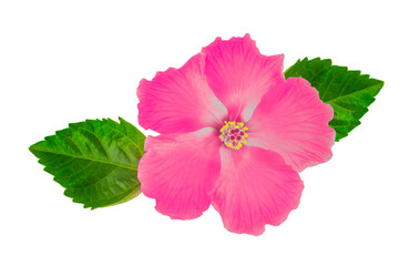 Hibiscus flower with leaf isolated on white background