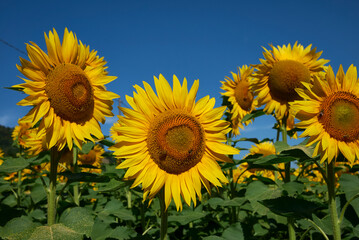 Helianthus annuus