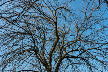 Morus alba trunk and bark 
