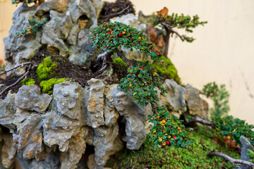 Felsenbepflanzung Bonsai |  Steinpflanzung