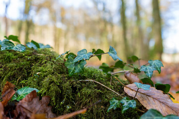 Wald in Odenthal | Bäume am Bach im Herbst
