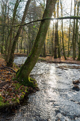 Wald in Odenthal | Bäume am Bach im Herbst