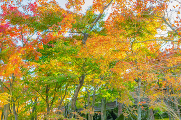 箱根の紅葉