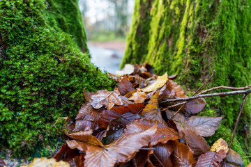 Baum mit Moos vor Bach im Herbst