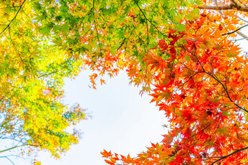 箱根美術館の紅葉