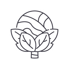 Fresh cabbage icon, linear isolated illustration, thin line vector, web design sign, outline concept symbol with editable stroke on white background.