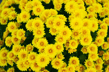 黄色菊花