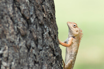 Oriental garden lizard on a tree
