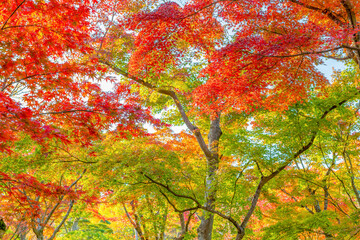 箱根美術館の紅葉