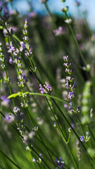 Fleurs de lavande poussant dans un petit jardin