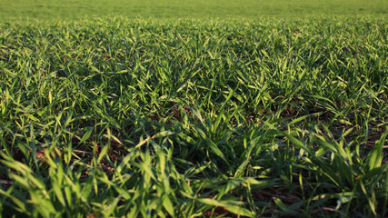 Green field background with sprouted wheat. Agronomy. Young wheat seedlings growing in the field in the soil. Rye sprouts