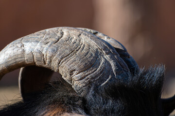 African pygmy (Capra hircus hircus) goat horn detail