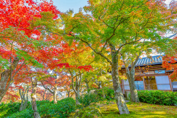 Obraz premium 箱根美術館の紅葉