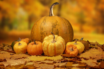 Naklejka na ściany i meble Autumn fall background with pumpkins isolated on fallen leaves. 